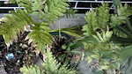 20100303080347.jpg