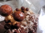 20100402073055.jpg