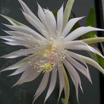 epiphyllum_strictum2.jpg