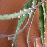 lepismium_cruciforme_myosurus.jpg
